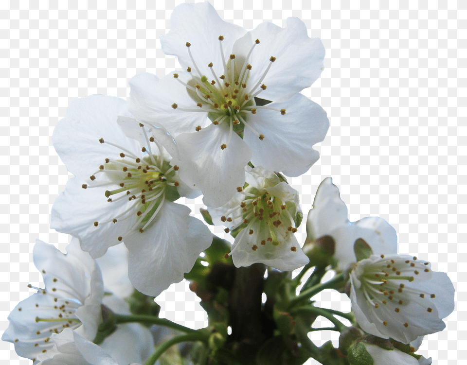 Cherry Blossom White Transparent, Flower, Plant, Pollen, Geranium Png
