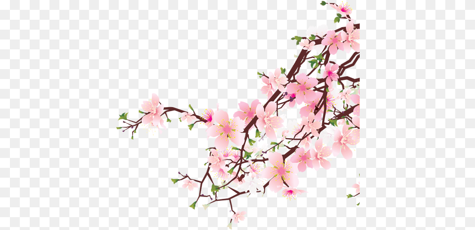 Cherry Blossoms 1 Women Of The Old Testament 14 In Depth Bible Studies, Flower, Plant, Cherry Blossom Free Png