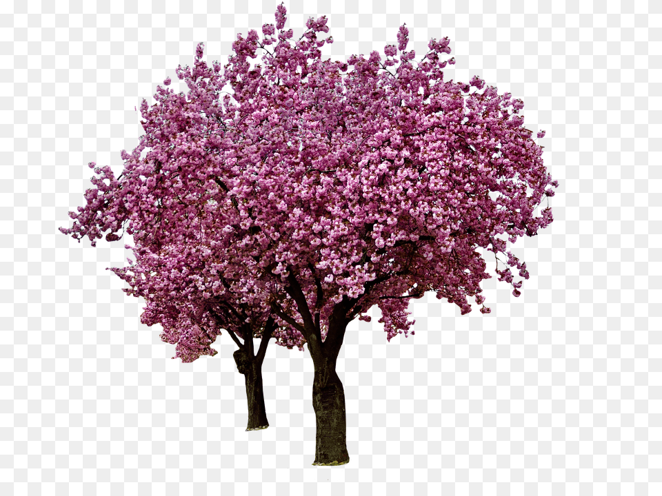 Cherry Blossoms Flower, Plant, Cherry Blossom, Tree Png