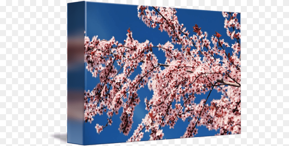 Cherry Blossoms, Flower, Plant, Cherry Blossom Png