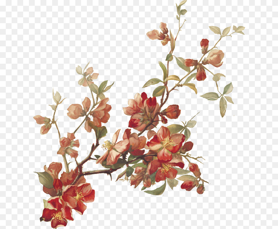 Cherry Blossoms Botanical Illustration, Art, Floral Design, Flower, Graphics Png