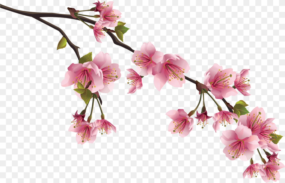 Cherry Blossoms Branch Cherry Blossom Flower, Plant, Cherry Blossom Png Image