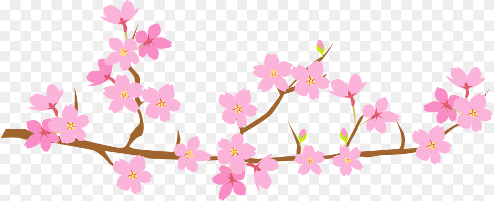 Cherry Blossoms Branch Clipart, Flower, Plant, Cherry Blossom Free Png