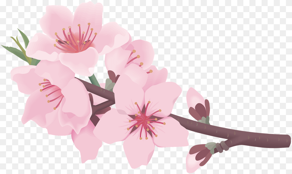 Cherry Blossoms Branch Clipart, Flower, Plant, Cherry Blossom Free Png
