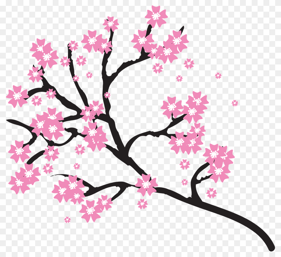 Cherry Blossoms Branch Clipart, Flower, Plant, Cherry Blossom Free Png Download