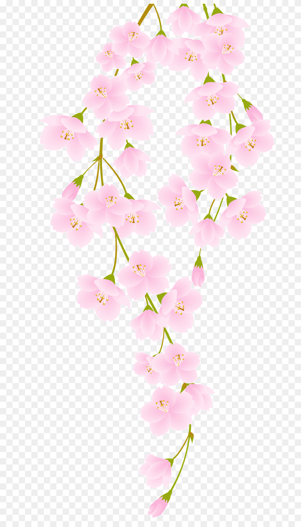 Cherry Blossoms Clipart, Flower, Plant, Cherry Blossom, Petal Png
