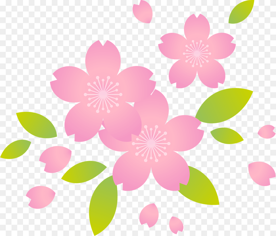 Cherry Blossoms Clipart, Art, Floral Design, Flower, Graphics Free Transparent Png
