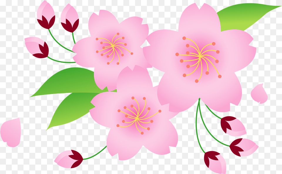 Cherry Blossoms Clipart, Flower, Plant, Cherry Blossom Free Png Download