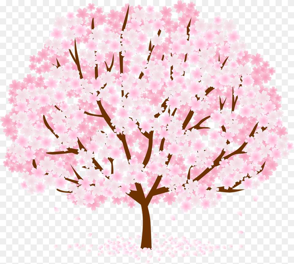 Cherry Blossoms Clipart, Flower, Plant, Cherry Blossom, Birthday Cake Png Image