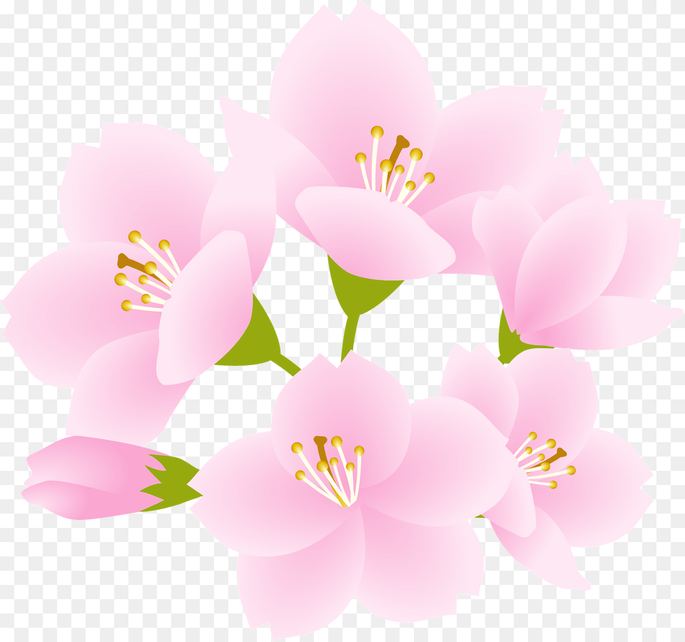 Cherry Blossoms Clipart, Anther, Flower, Plant, Petal Free Transparent Png
