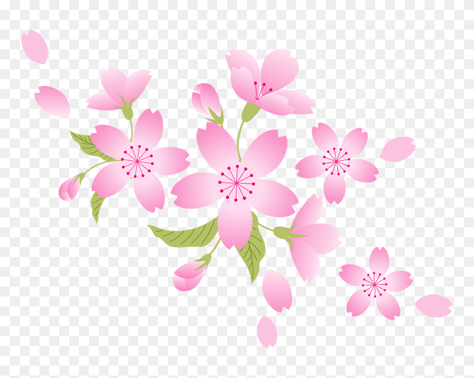 Cherry Blossoms Clipart, Flower, Plant, Cherry Blossom Png Image