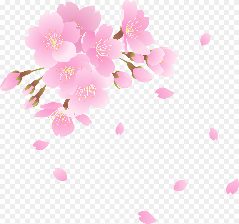 Cherry Blossoms Clipart, Flower, Plant, Cherry Blossom, Petal Png Image