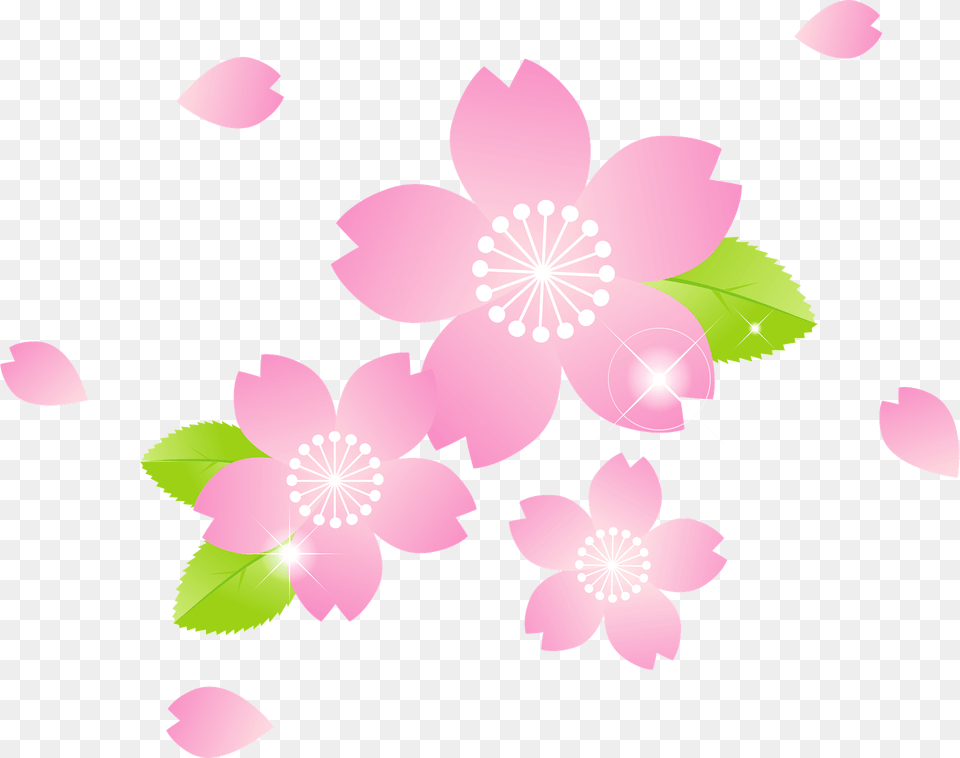 Cherry Blossoms Clipart, Flower, Plant, Petal, Cherry Blossom Free Png