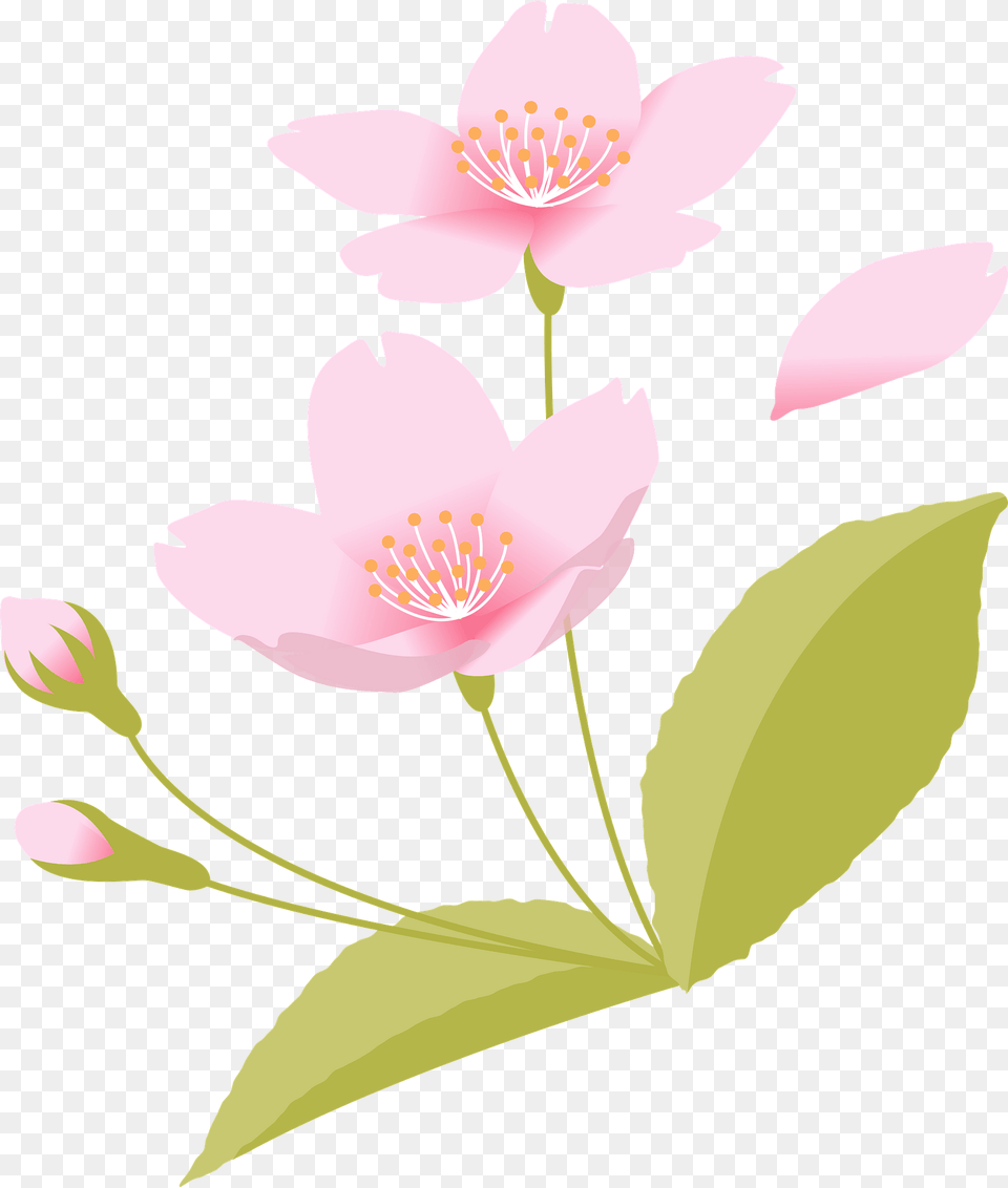 Cherry Blossoms Clipart, Anemone, Anther, Flower, Plant Free Png