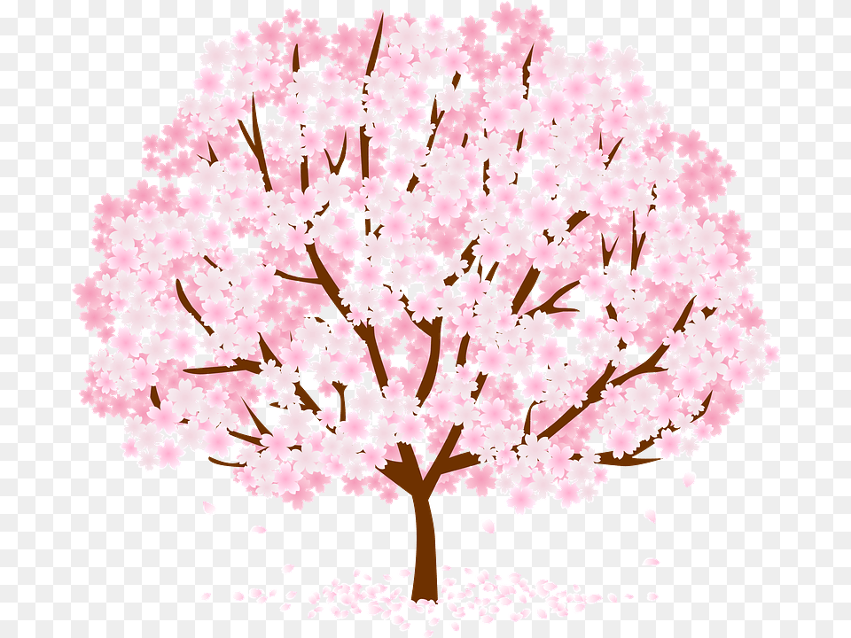 Cherry Blossoms Clipart Girly, Flower, Plant, Cherry Blossom, Chandelier Free Png
