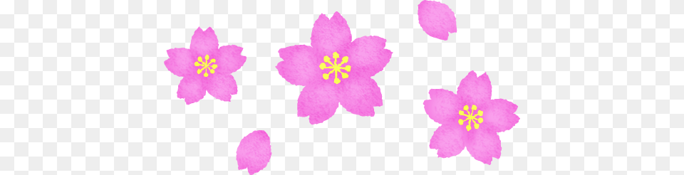 Cherry Blossoms Clipart Illustrations, Anther, Flower, Petal, Plant Free Png