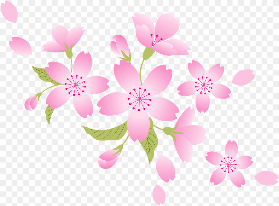 Cherry Blossoms Clipart Blossom Flower, Plant, Petal, Cherry Blossom Free Transparent Png