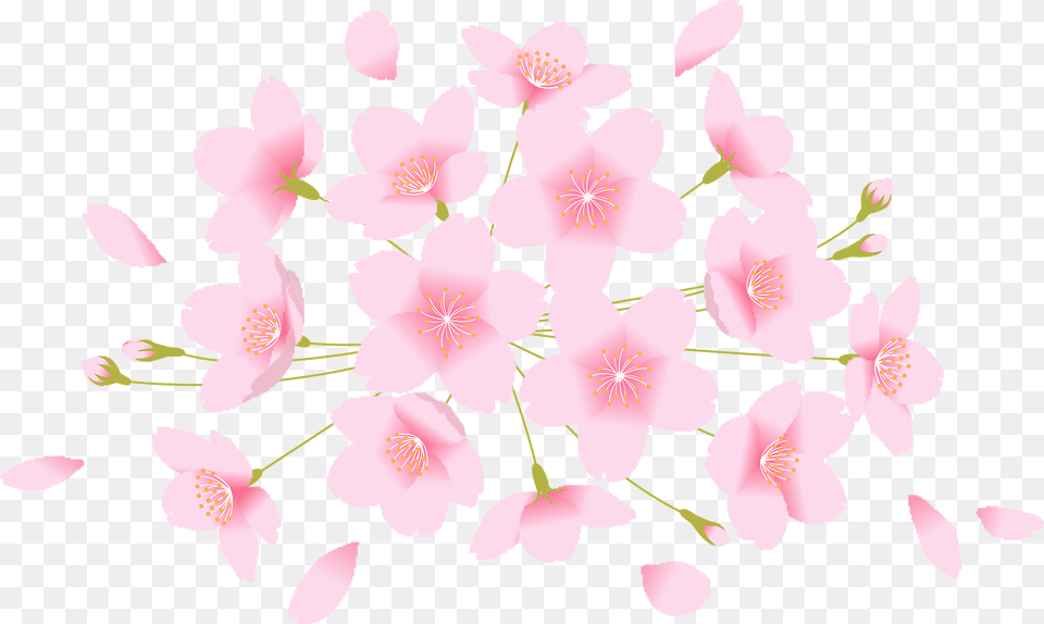 Cherry Blossoms Flower Clipart, Plant, Cherry Blossom, Petal, Anther Free Png