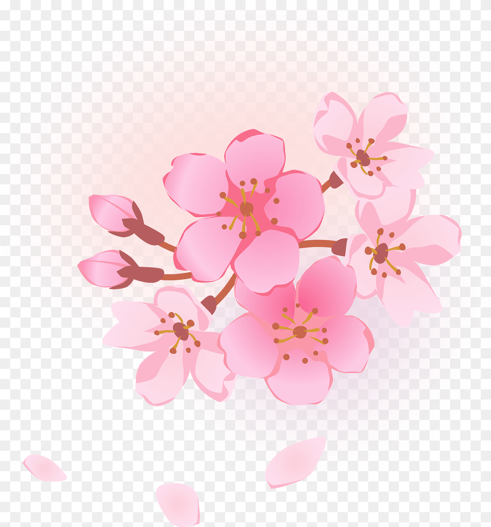 Cherry Blossoms Flower Clipart, Cherry Blossom, Plant, Petal, Plate Png