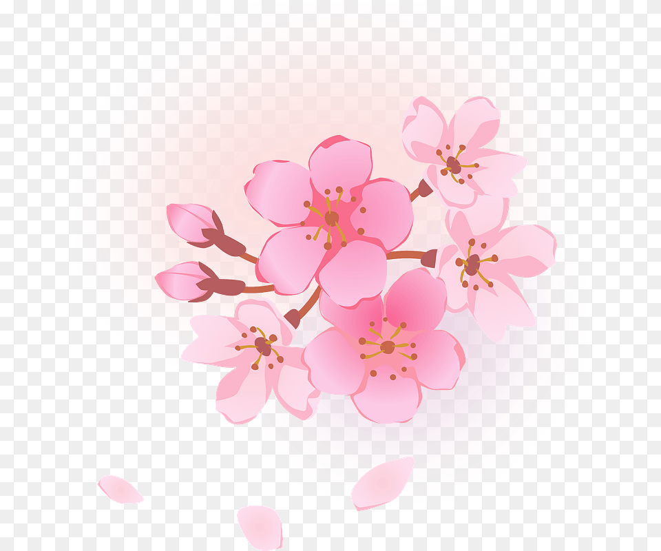 Cherry Blossoms Flower Clipart, Cherry Blossom, Plant, Plate, Petal Free Png Download