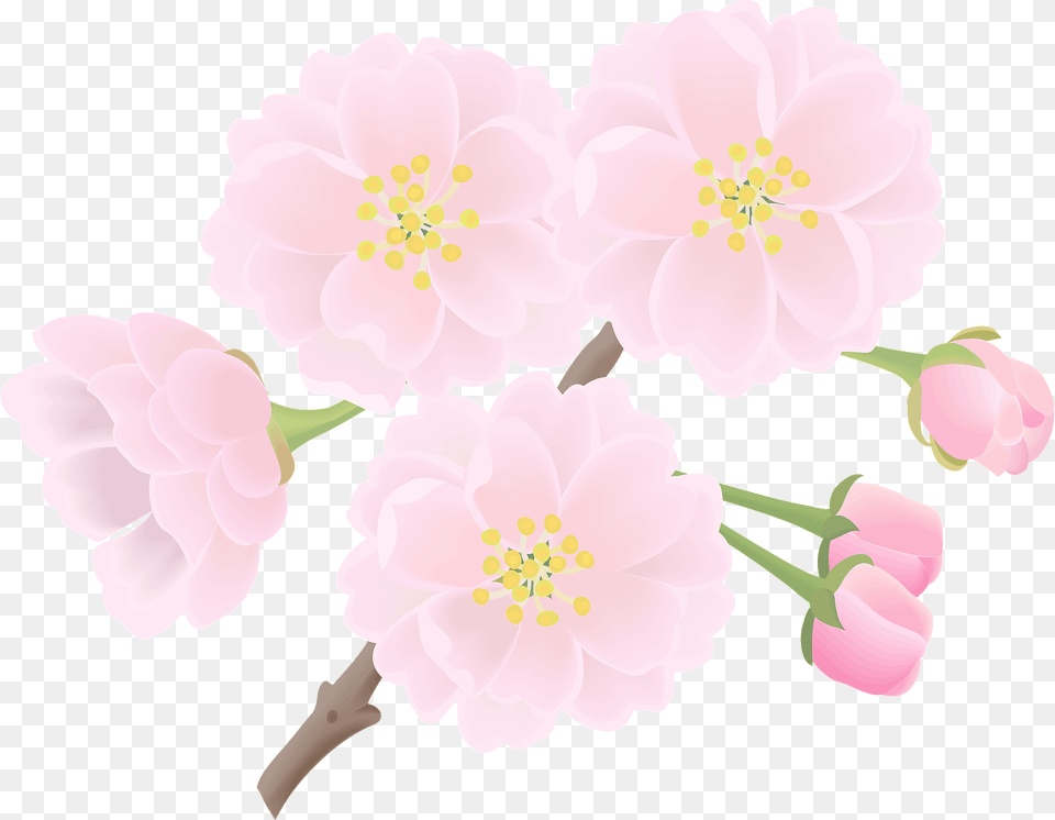 Cherry Blossoms Flower Clipart, Plant, Cherry Blossom, Anther Png Image