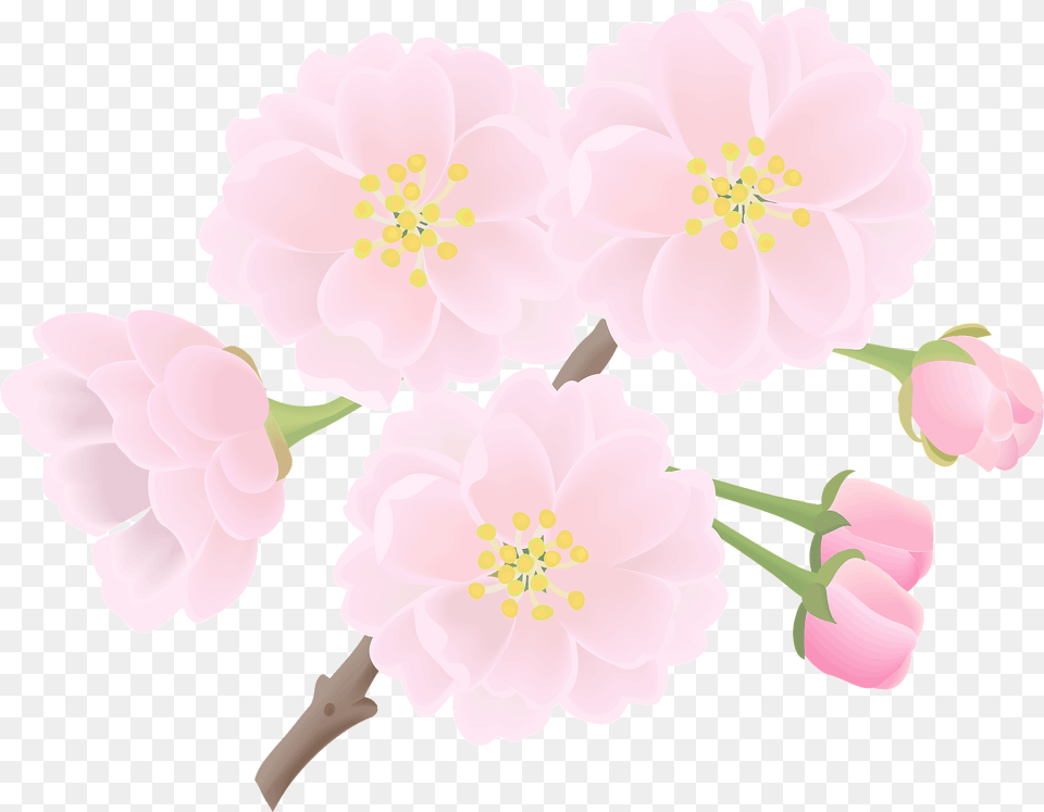 Cherry Blossoms Flower Clipart Download Camellia, Plant, Cherry Blossom, Anther, Chandelier Free Png