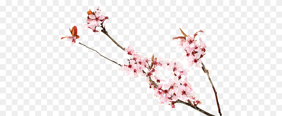 Cherry Blossoms Image Blossom, Flower, Plant, Cherry Blossom, Petal Free Png Download