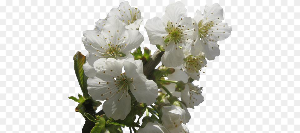 Cherry Blossoms Hell White Photo On Pixabay Flower, Plant, Pollen, Geranium Free Png Download