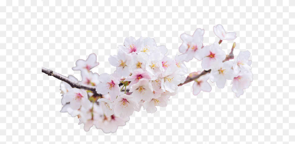 Cherry Blossoms Landscape, Flower, Plant, Cherry Blossom Free Png Download