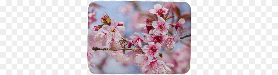 Cherry Blossoms Or Sakura Flower In Full Bloom Bath Mat U2022 Pixers We Live To Change Sakura Blomst, Plant, Cherry Blossom Png Image