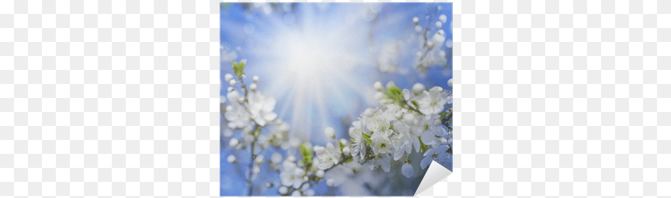 Cherry Blossoms Over Blurred Nature Background Spring Still And Know 365 Devotions For Abundant Living, Sunlight, Plant, Flower, Petal Png
