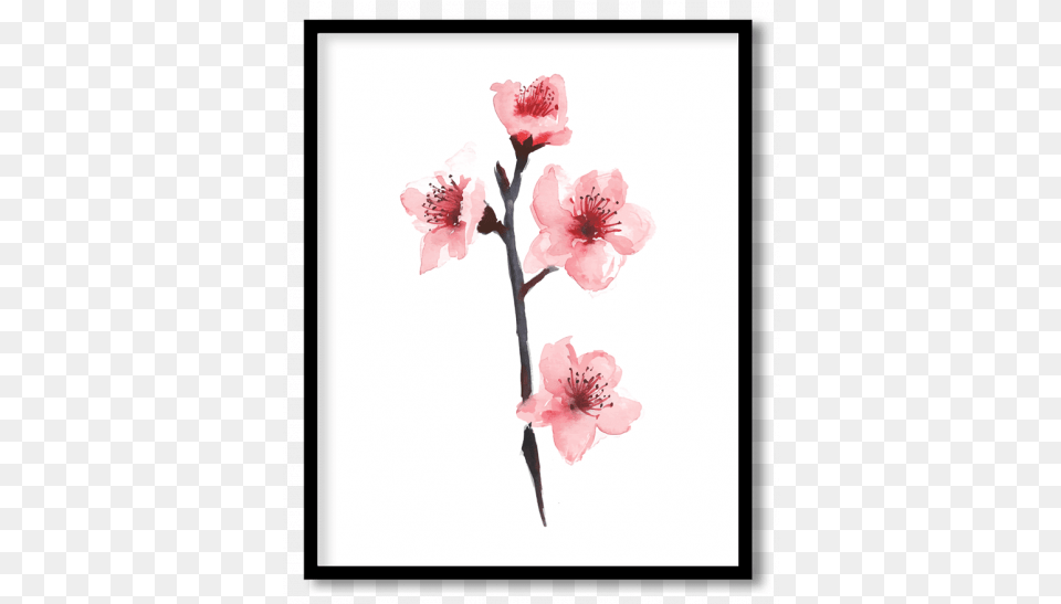 Cherry Blossoms Posters Paintings Framed Wall Art Twig, Flower, Petal, Plant, Cherry Blossom Png