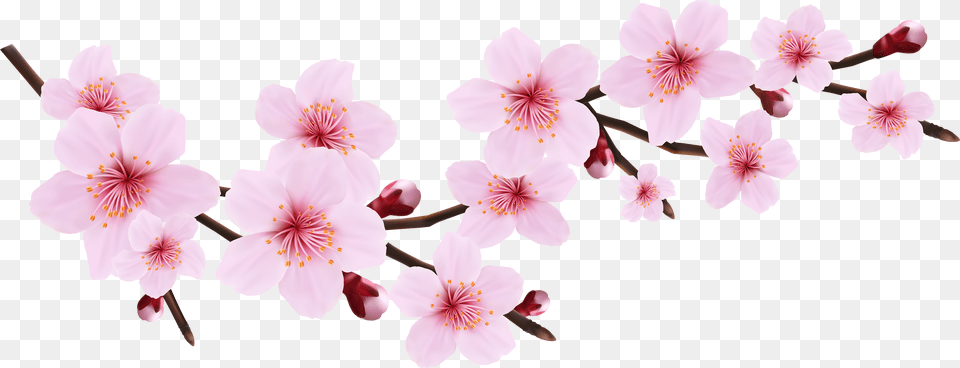 Cherry Blossoms Transparent Cherry Blossom Flower Clipart Png