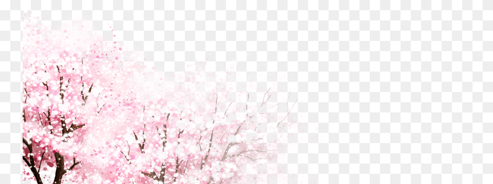 Cherry Blossoms Tree Cherry Blossom, Flower, Plant, Cherry Blossom Free Png Download