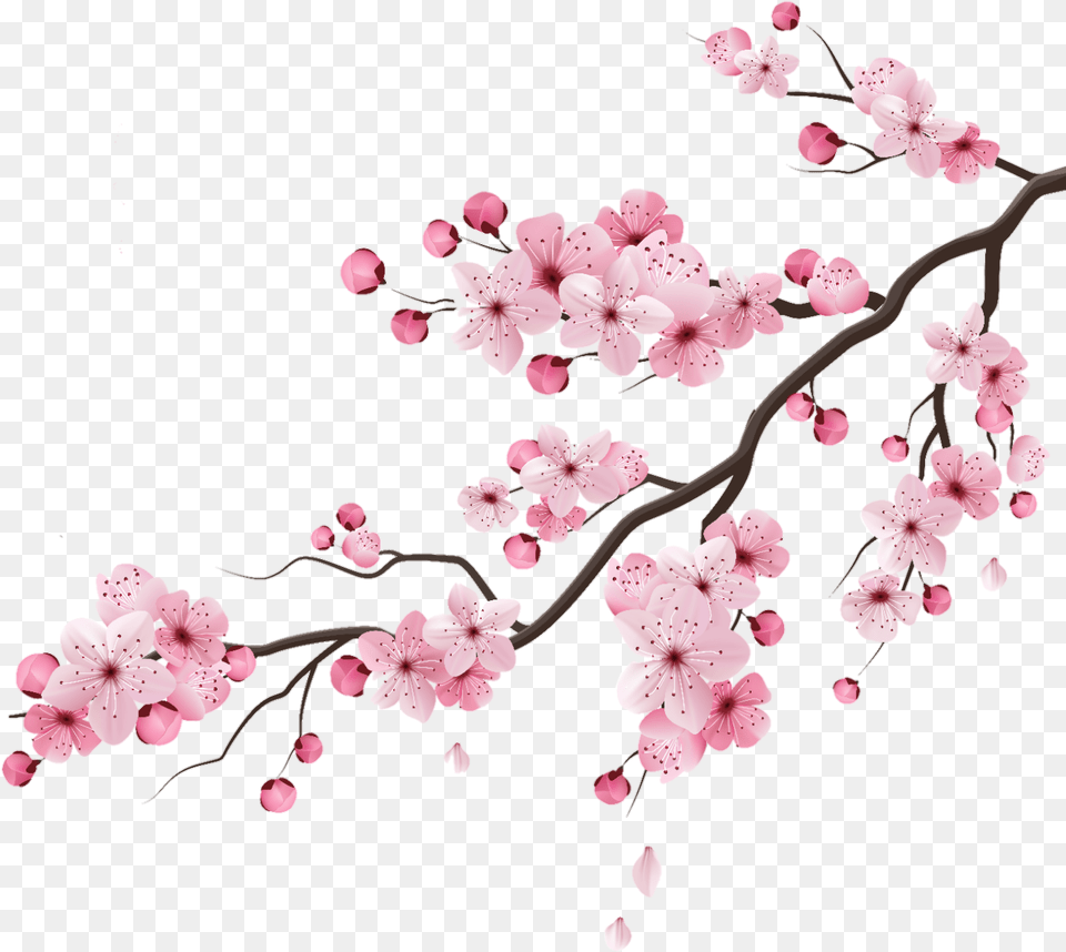 Cherry Cherryblossom Blossom Peachflower Peach Sakura Branch Drawing, Cherry Blossom, Flower, Plant, Accessories Png Image