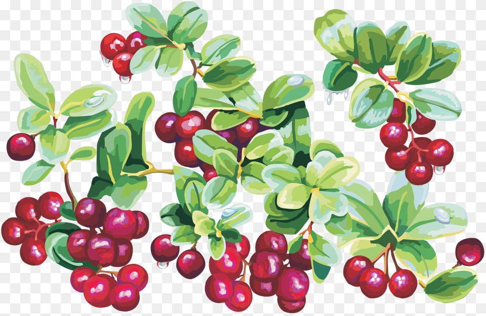 Cherry Cranberry Clip Art, Food, Fruit, Plant, Produce Free Png