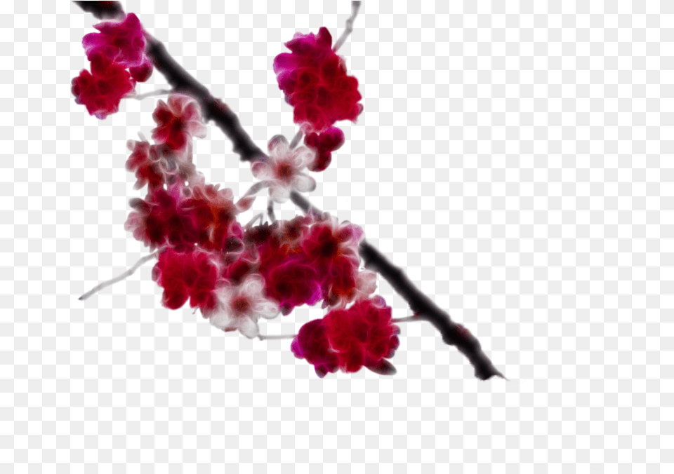 Cherry Flower 1 Image Cherry Blossoms Transparent Real, Plant, Petal, Cherry Blossom, Food Free Png Download
