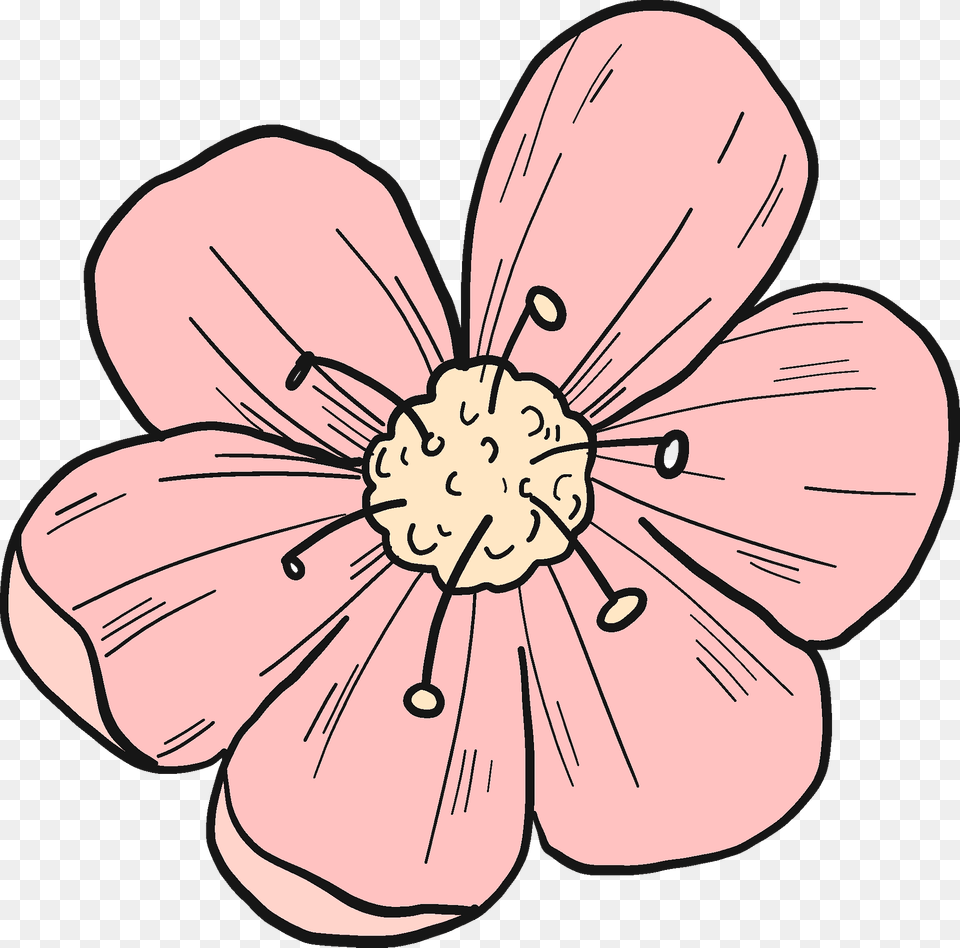 Cherry Flower Clipart, Anemone, Petal, Anther, Plant Png Image
