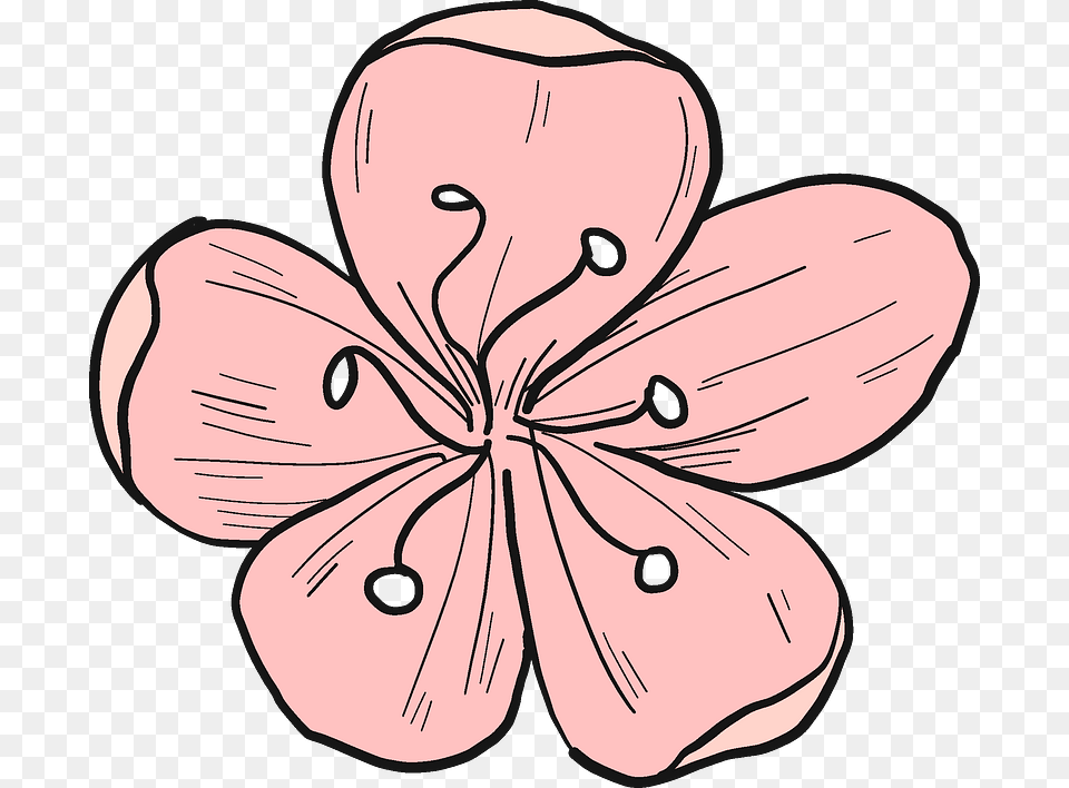 Cherry Flower Clipart, Petal, Plant, Baby, Person Png Image
