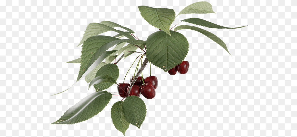 Cherry Fruit Branch, Food, Plant, Produce Free Transparent Png
