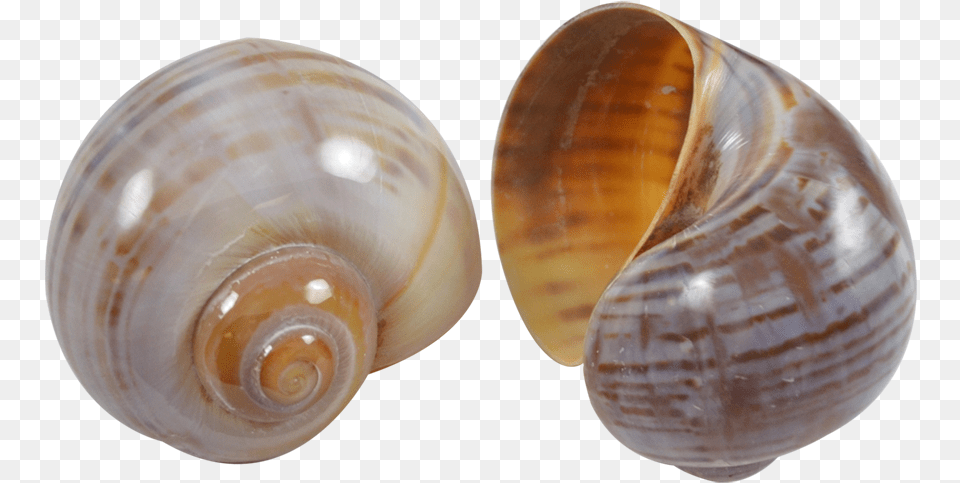 Cherry Land Snail Striped Baltic Clam, Animal, Invertebrate, Sea Life, Seashell Png