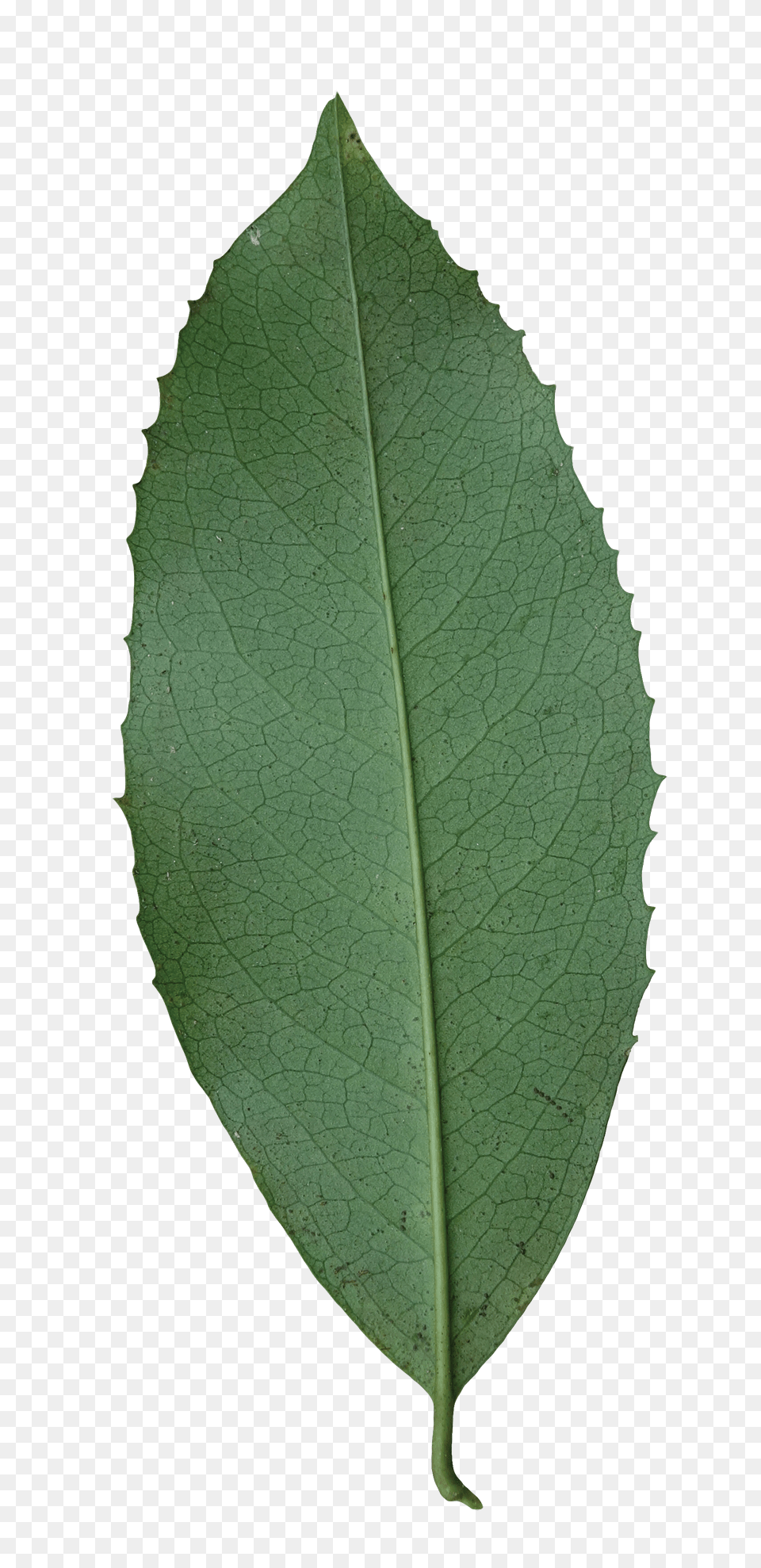 Cherry Laurel Friends Of The Louisiana State Arboretum, Leaf, Plant, Tree Free Png Download