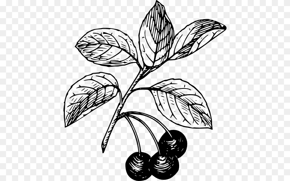 Cherry Outline Outlines Cherries And Clip Art, Food, Fruit, Leaf, Plant Png Image