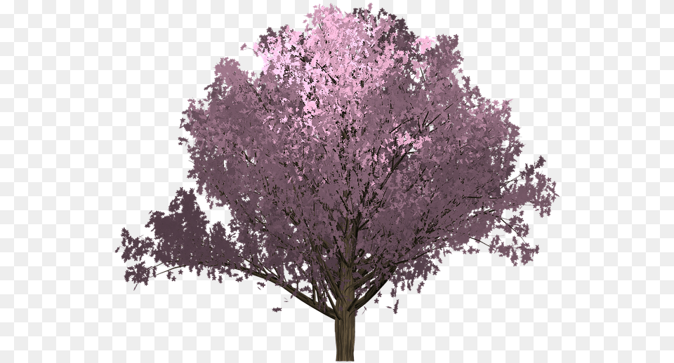 Cherry Pink Tree Painted Tree Painting Plant Painting, Flower, Cherry Blossom Png Image