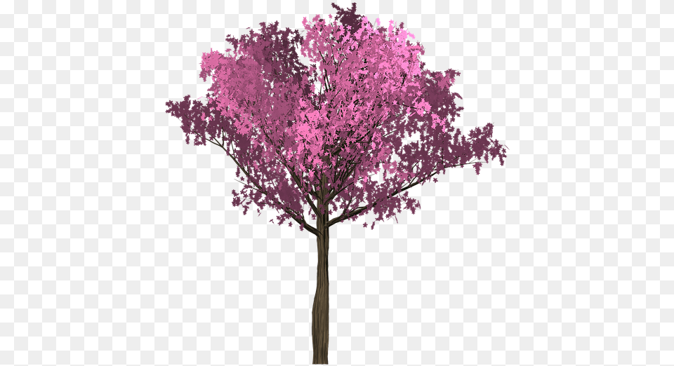Cherry Pink Tree Painted Tree Purple Arbol Rosado, Flower, Plant, Cherry Blossom Free Png Download