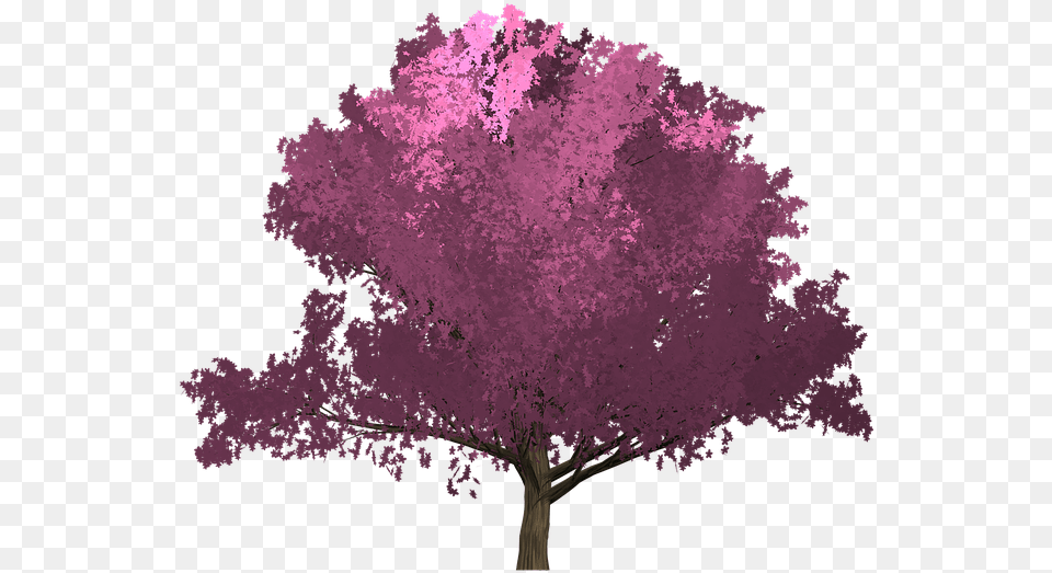 Cherry Pink Tree Painted Tree Purple Portadas De Libros Sin Titulo, Flower, Plant, Cherry Blossom Free Transparent Png