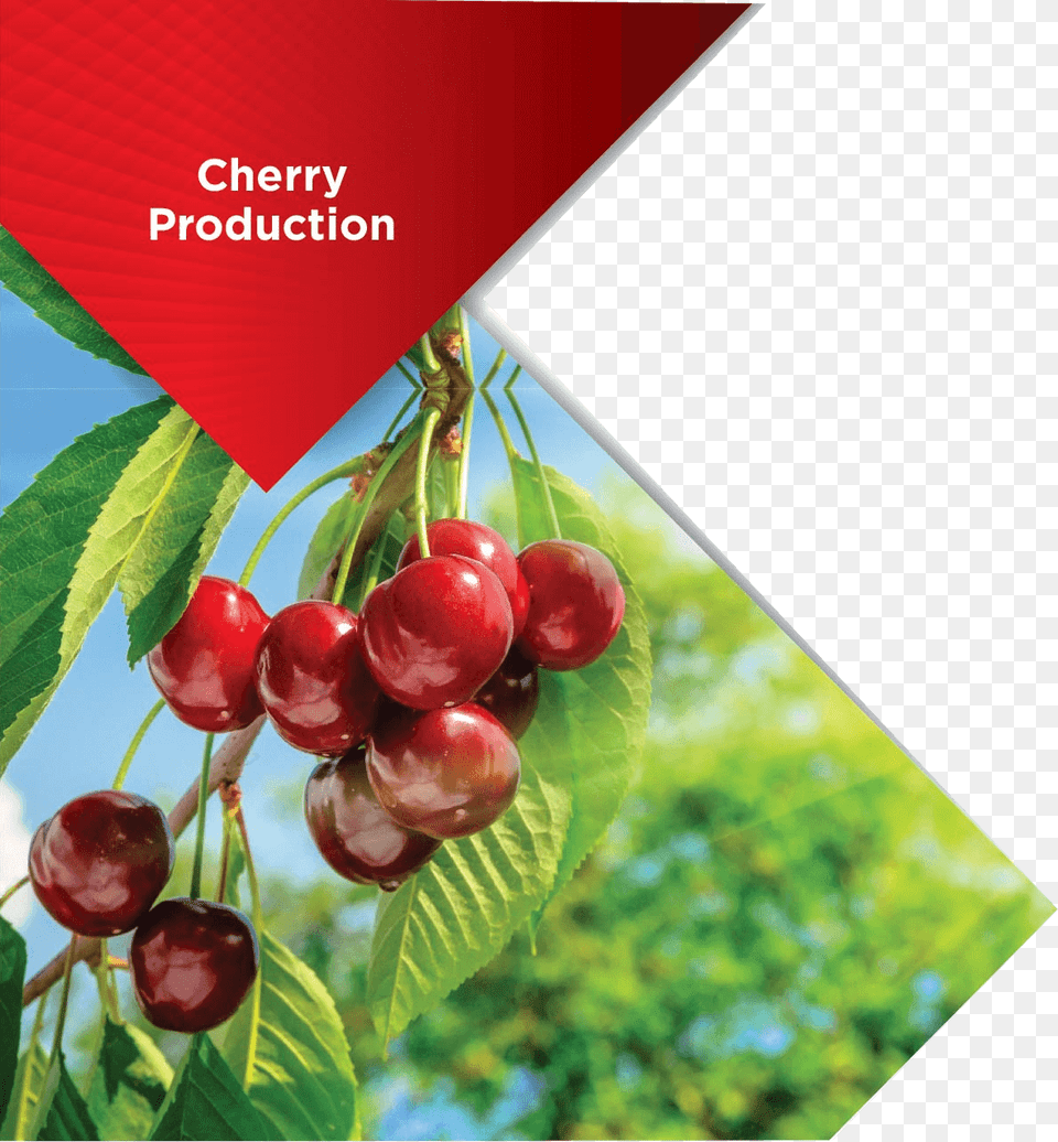 Cherry Production, Food, Fruit, Plant, Produce Free Png