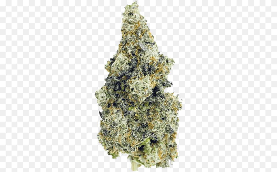 Cherry Punch Alberta Craft Cannabis Inc Cherry Punch Blkmkt, Plant, Rock, Weed, Mineral Png