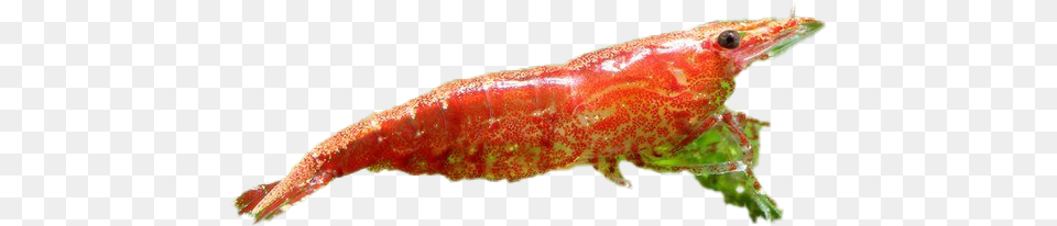 Cherry Shrimp Image Caterpillar, Animal, Food, Invertebrate, Sea Life Png