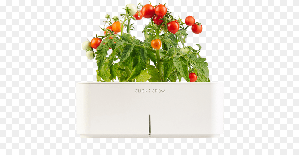 Cherry Tomato Plant, Pottery, Jar, Planter, Potted Plant Free Png Download